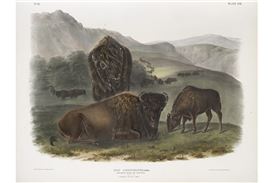 New Exhibition at the Arkansas Museum of Fine Arts Highlights Conservation