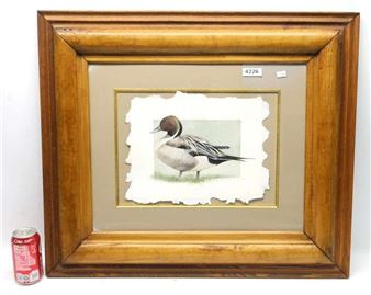 Pintail Duck - Michele Conley Vogel