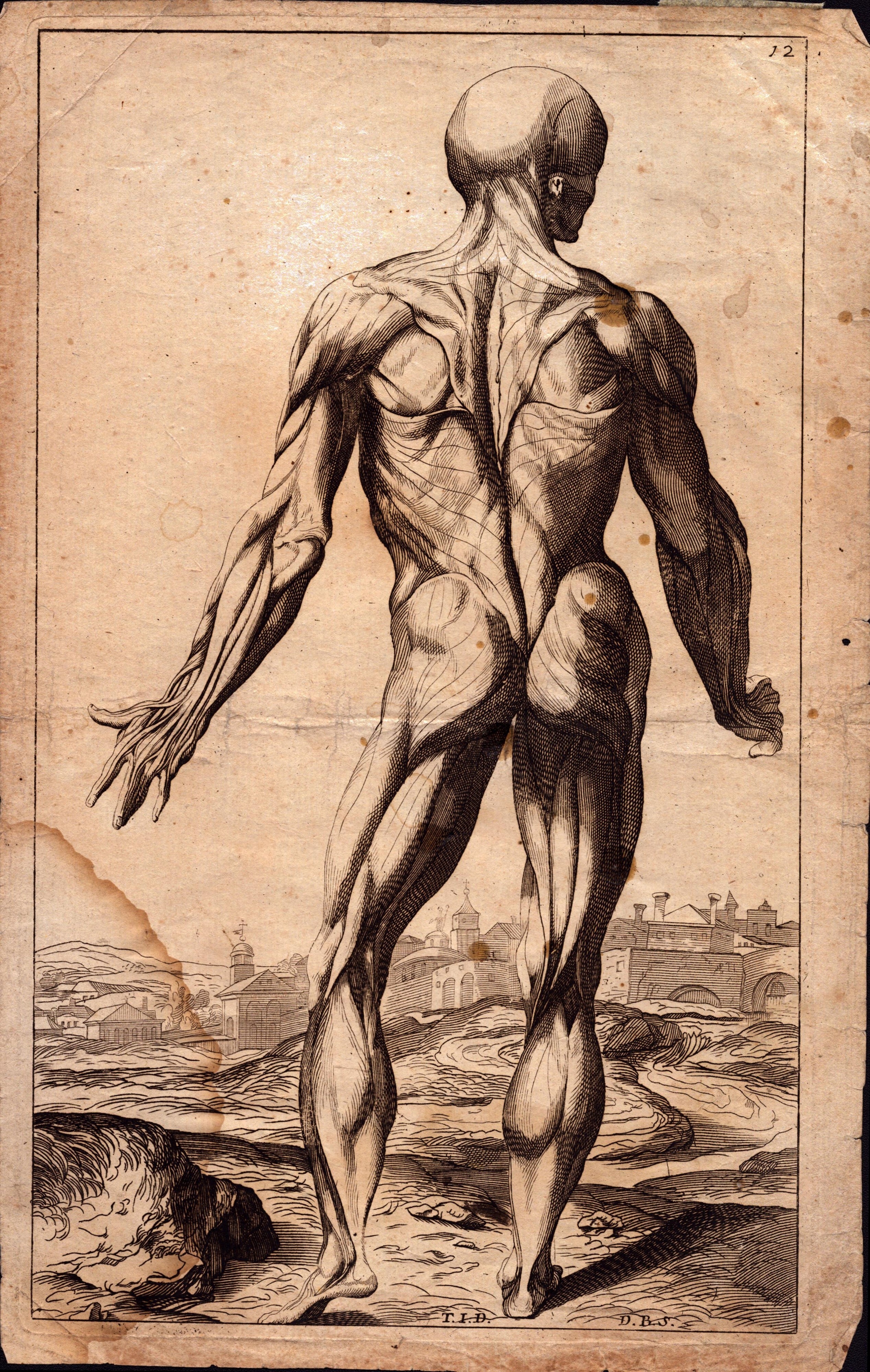 Artwork by Domenico Maria Bonaveri, Studio anatomico, da Tiziano, Made of Bulino