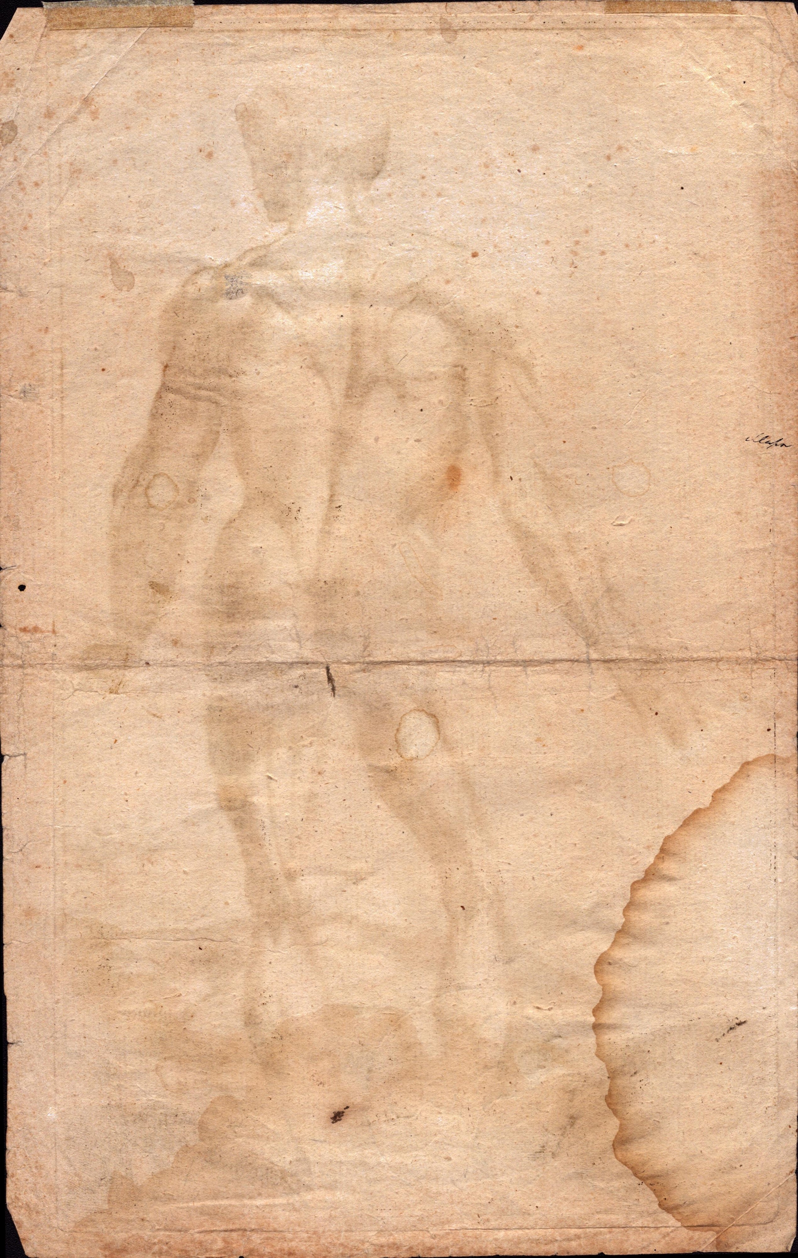 Artwork by Domenico Maria Bonaveri, Studio anatomico, da Tiziano, Made of Bulino