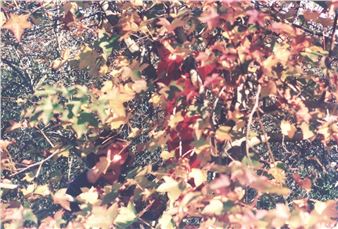 There’s a leaf in my hand - School of Visual Arts, Flatiron Gallery