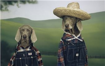 A Dog's Life - The Harley Gallery