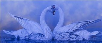 Hye Rim Lee: Swan Lake - Christchurch Art Gallery Te Puna o Waiwhetu