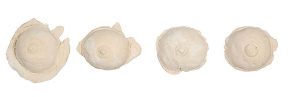 Four Ceramic Breast Studies