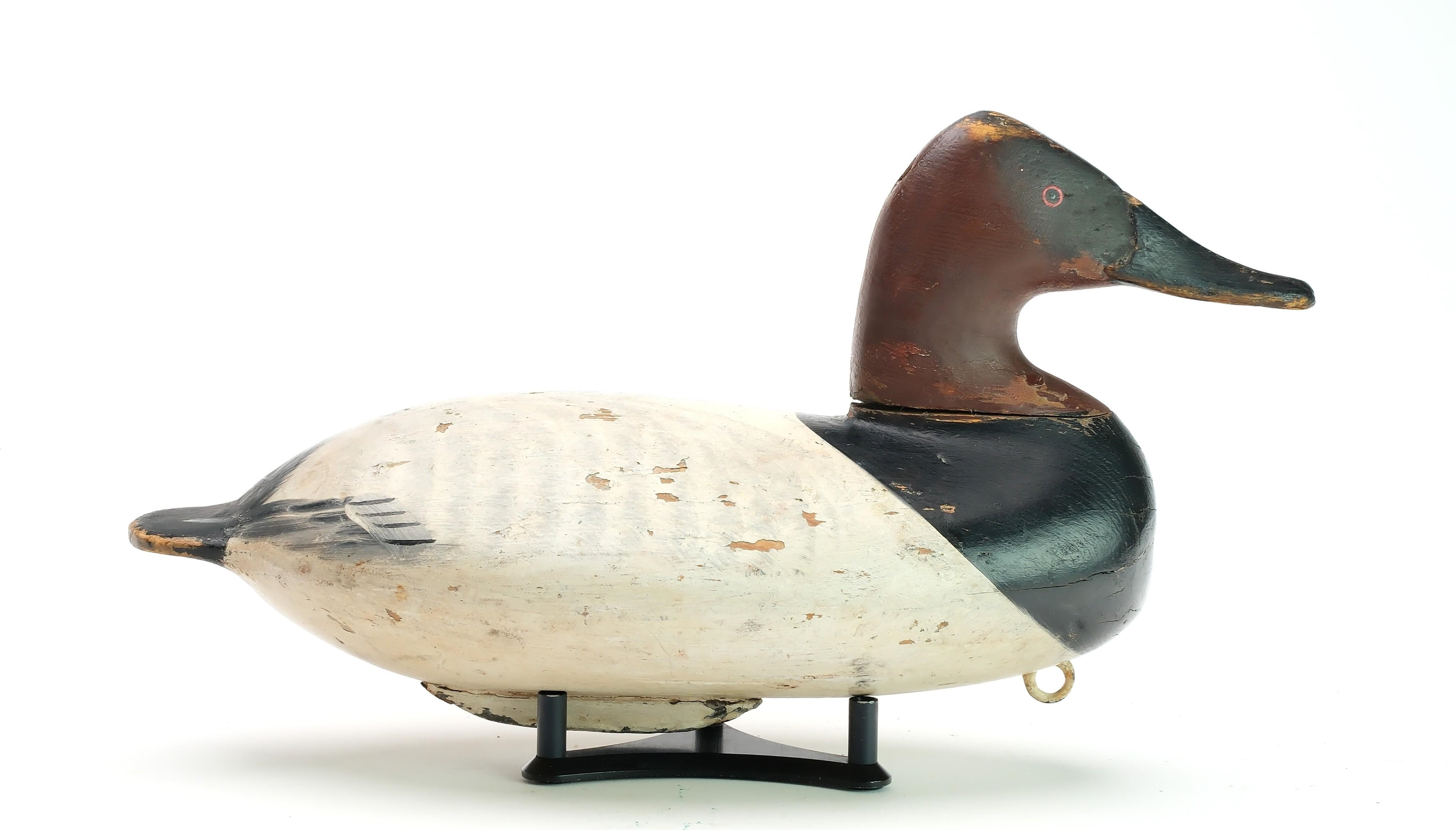 Artwork by William Heverin, Canvasback