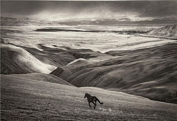Cheval en liberté, Freedom - Fabrice Dimier