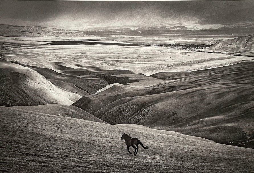 Artwork by Fabrice Dimier, Cheval en liberté, Freedom, Made of Fine art print