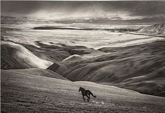 Cheval en liberté, Freedom - Fabrice Dimier