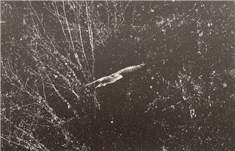 Learning to fly - Fabrice Dimier