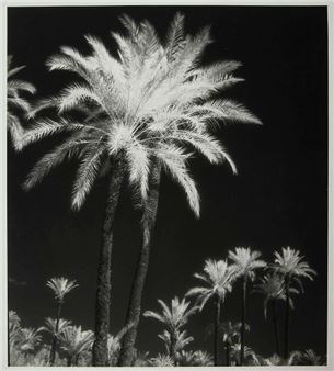 Palmeraie de Marrakech (infrared - Pierre Boucher
