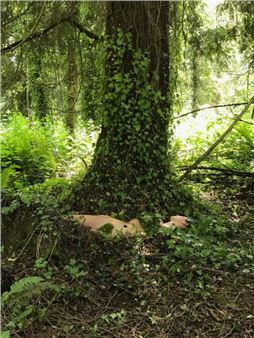 Jeanne K. Simmons: Rooted - SMoCA, Scottsdale Museum of Contemporary Art
