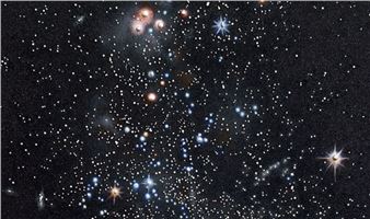 Reuben Paterson: The Tree Collectors - Gow Langsford Gallery, Auckland City