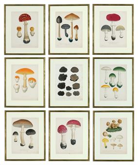 TRUFFLES & MUSHROOMS - Joseph Roques