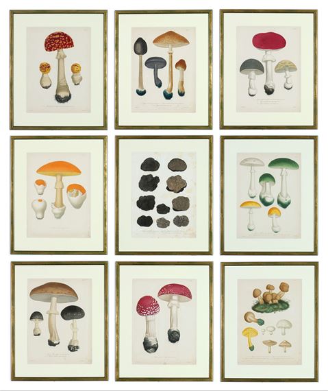 TRUFFLES & MUSHROOMS - Joseph Roques