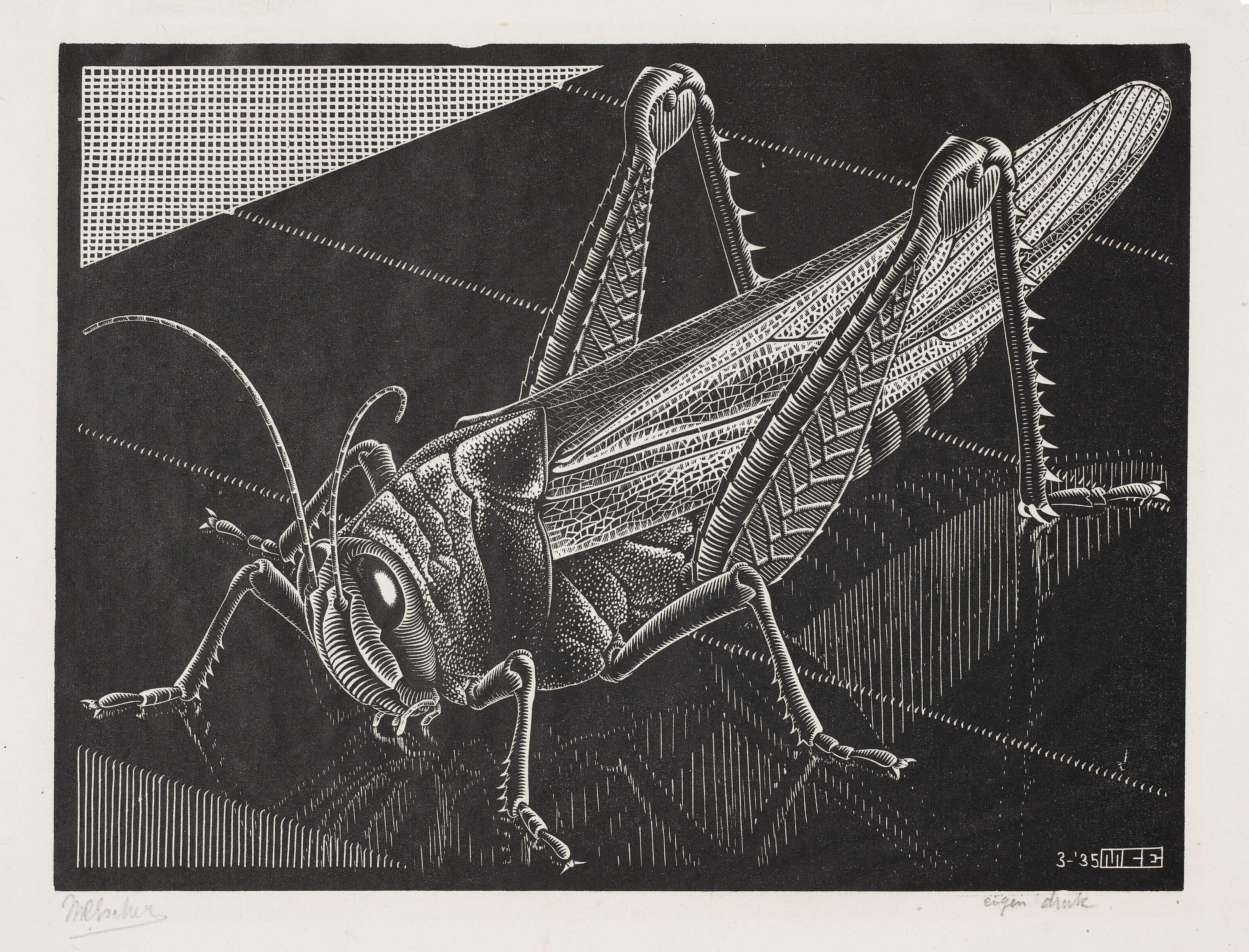 Artwork by Maurits Cornelis Escher, Grasshopper, Made of Wood engraving on Chine volant paper