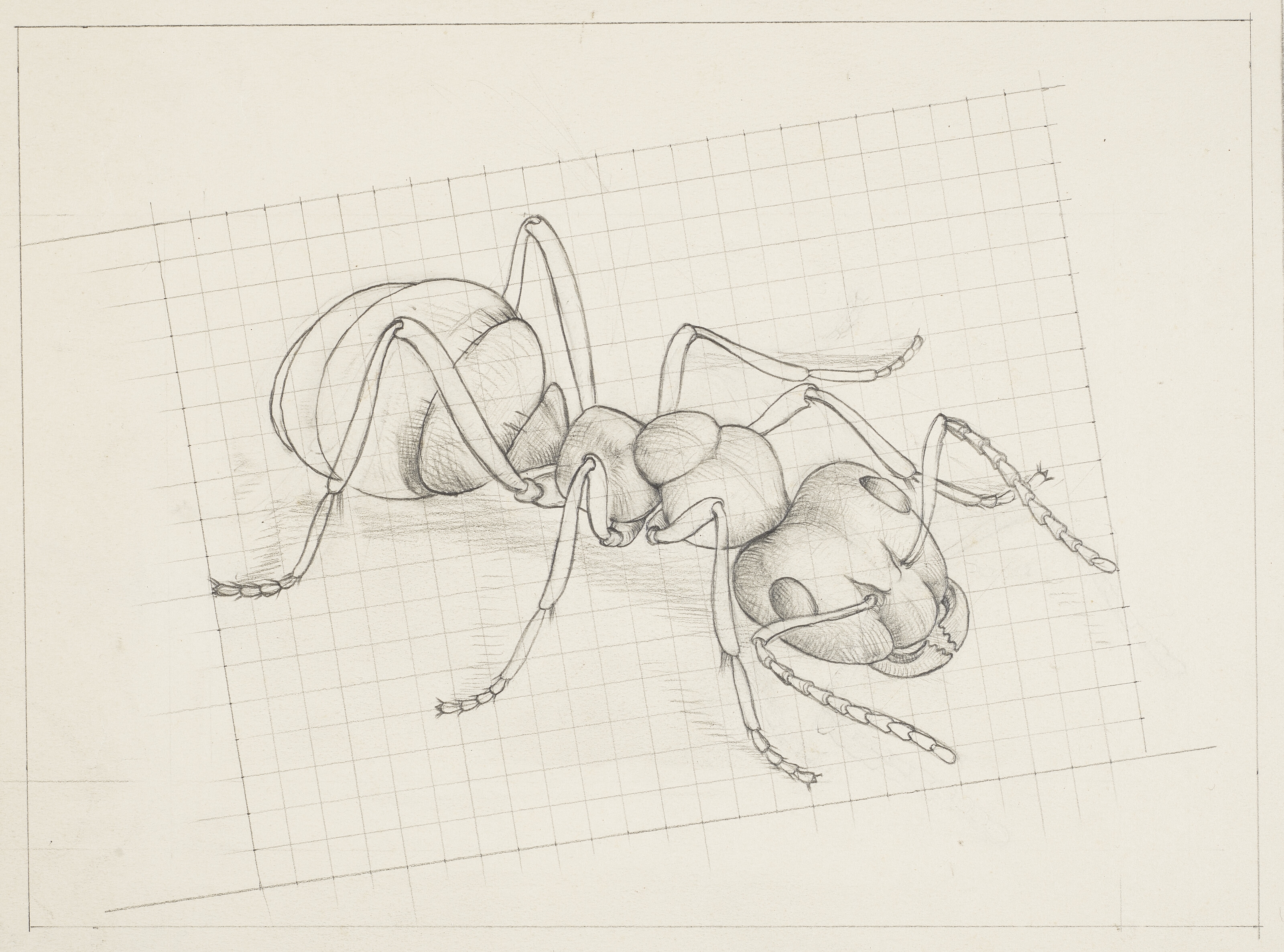 Artwork by Maurits Cornelis Escher, Sketch for Ant, Made of Pencil on paper squared for transfer