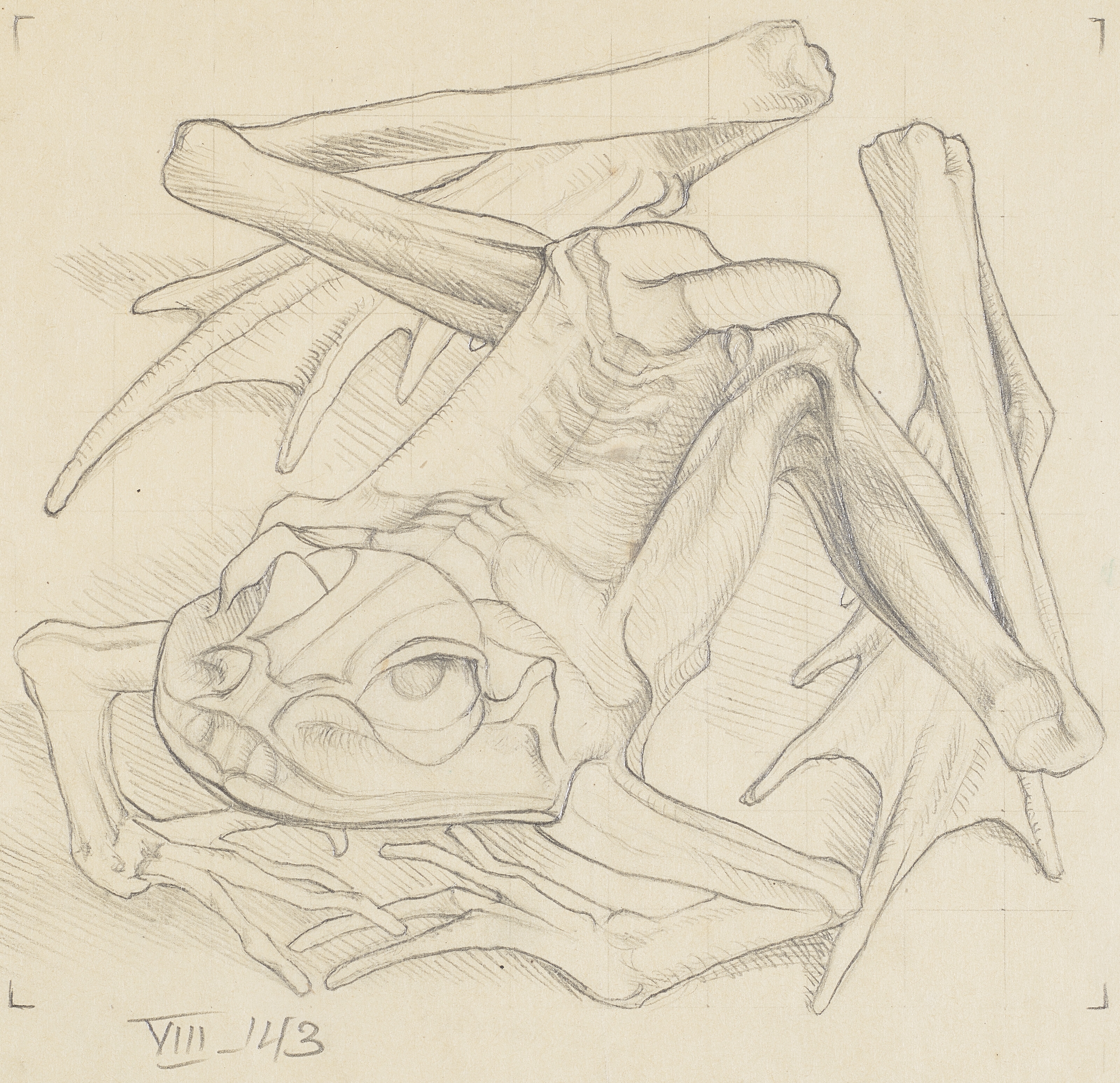 Artwork by Maurits Cornelis Escher, Mummified Frog, Made of Pencil on paper squared for transfer
