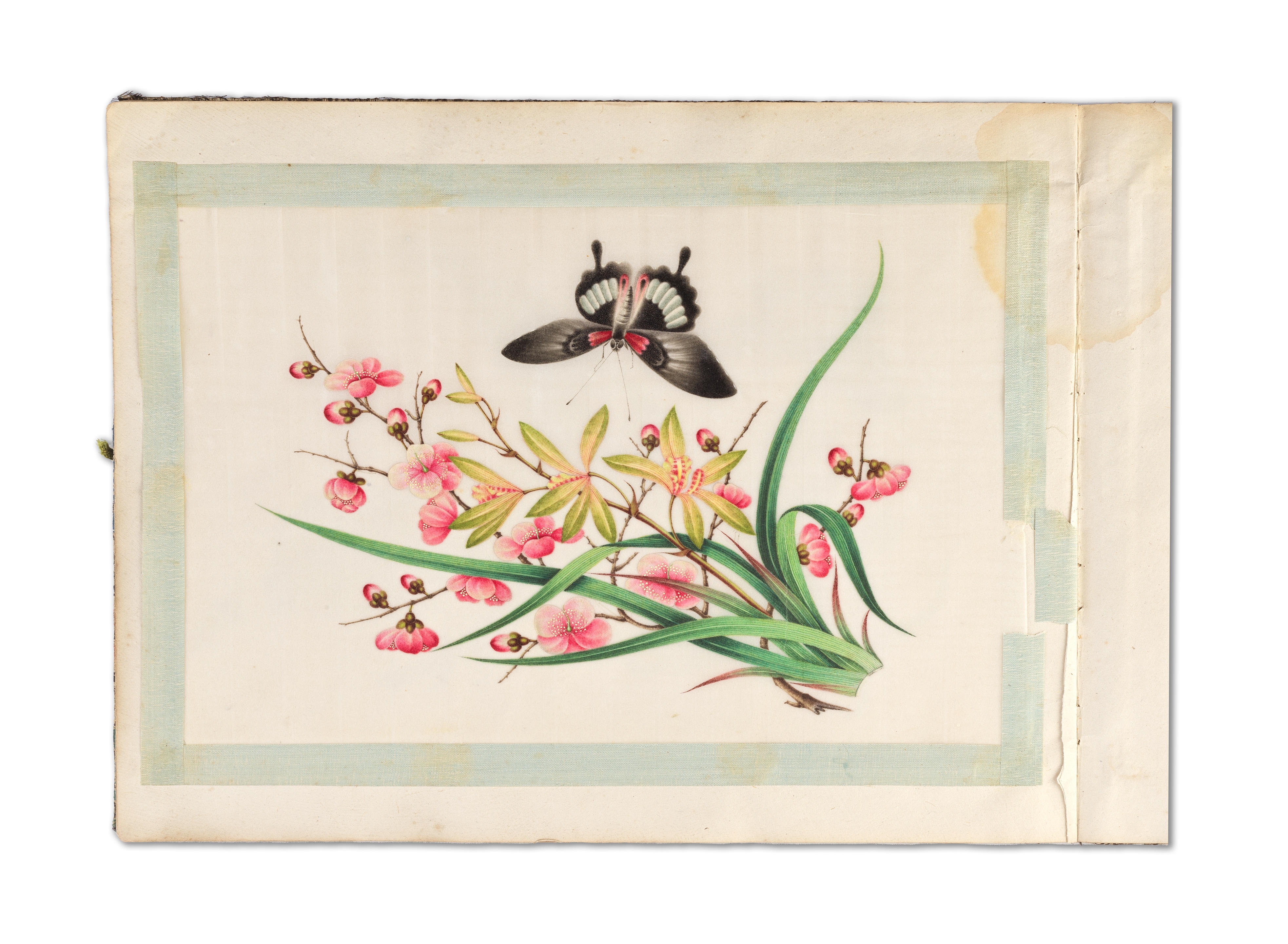 Youqua | An album of eight sheets of insect and flower studies | MutualArt