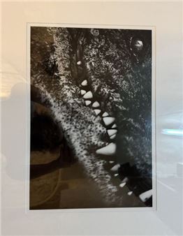 ALLIGATOR 2 - Nicolas Bruant