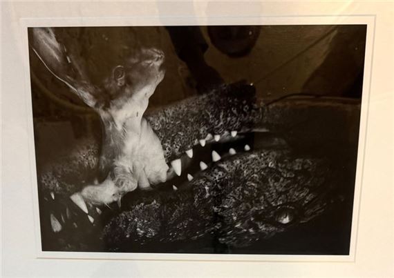 ALLIGATOR 3 by Nicolas Bruant