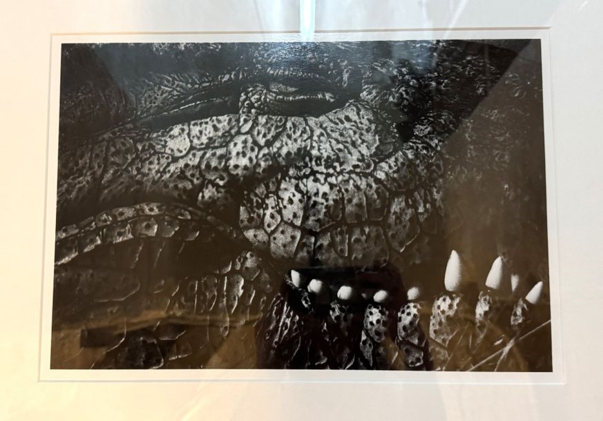 Artwork by Nicolas Bruant, ALLIGATOR 4