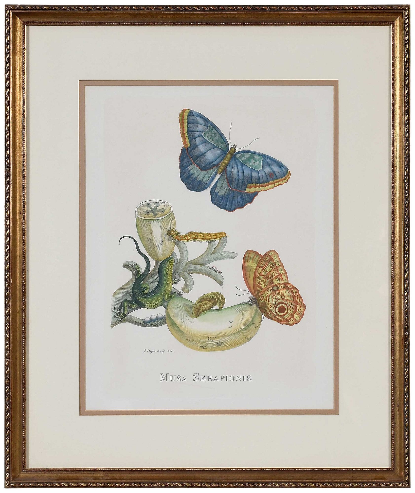 Maria Sibylla Merian | Print After Maria Sibylla Merian | MutualArt