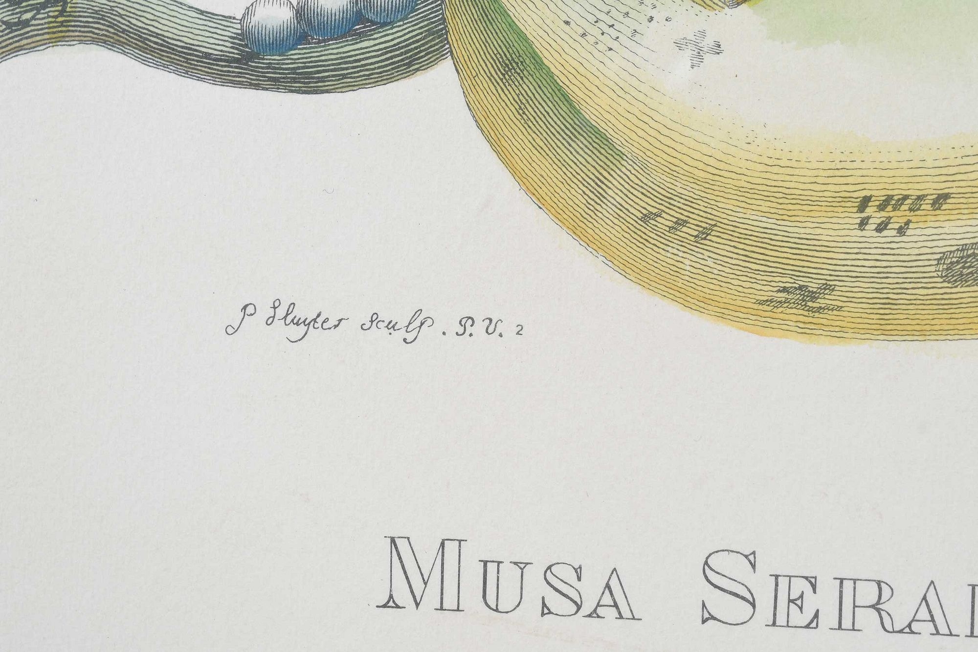 Maria Sibylla Merian | Print After Maria Sibylla Merian | MutualArt
