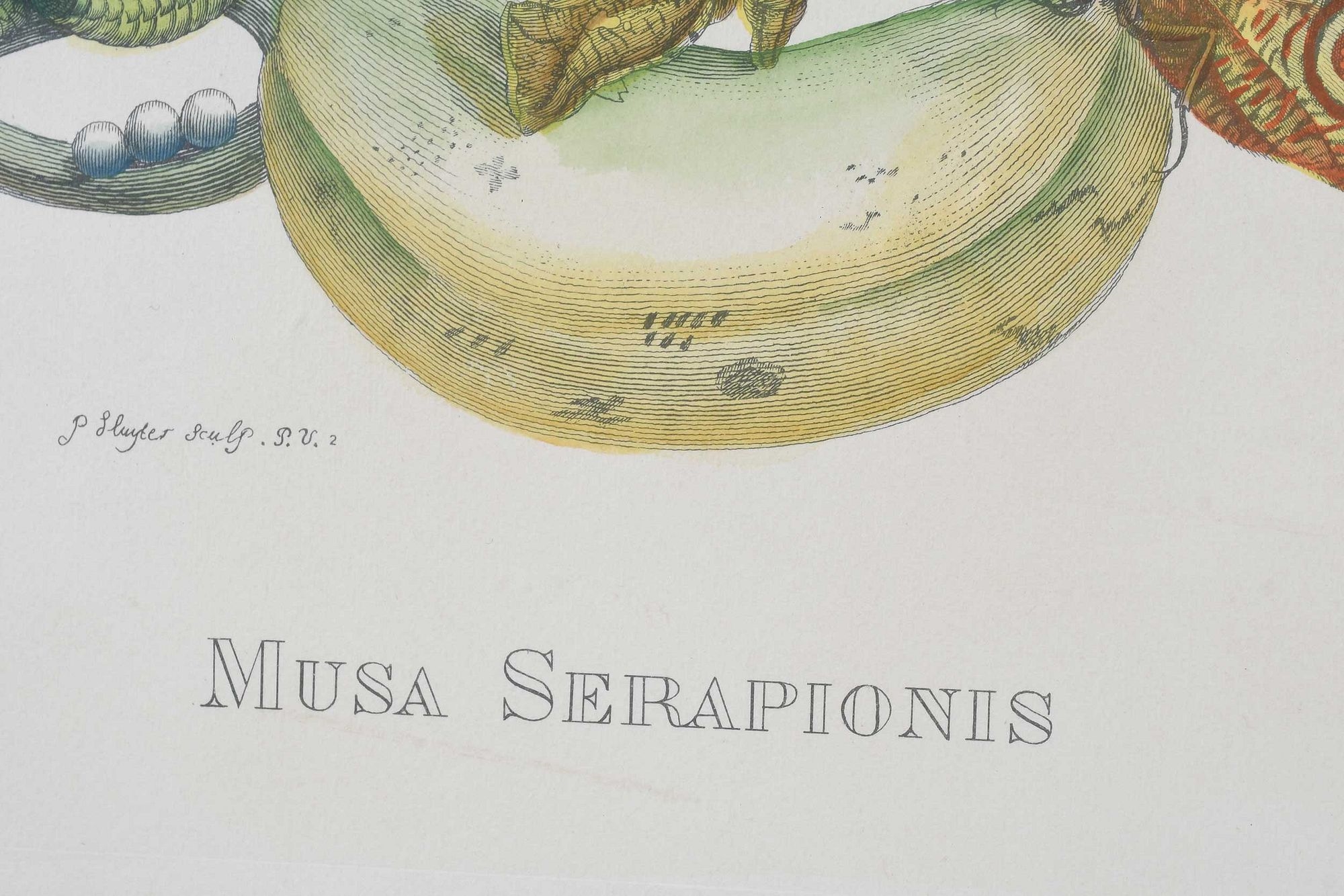 Maria Sibylla Merian | Print After Maria Sibylla Merian | MutualArt