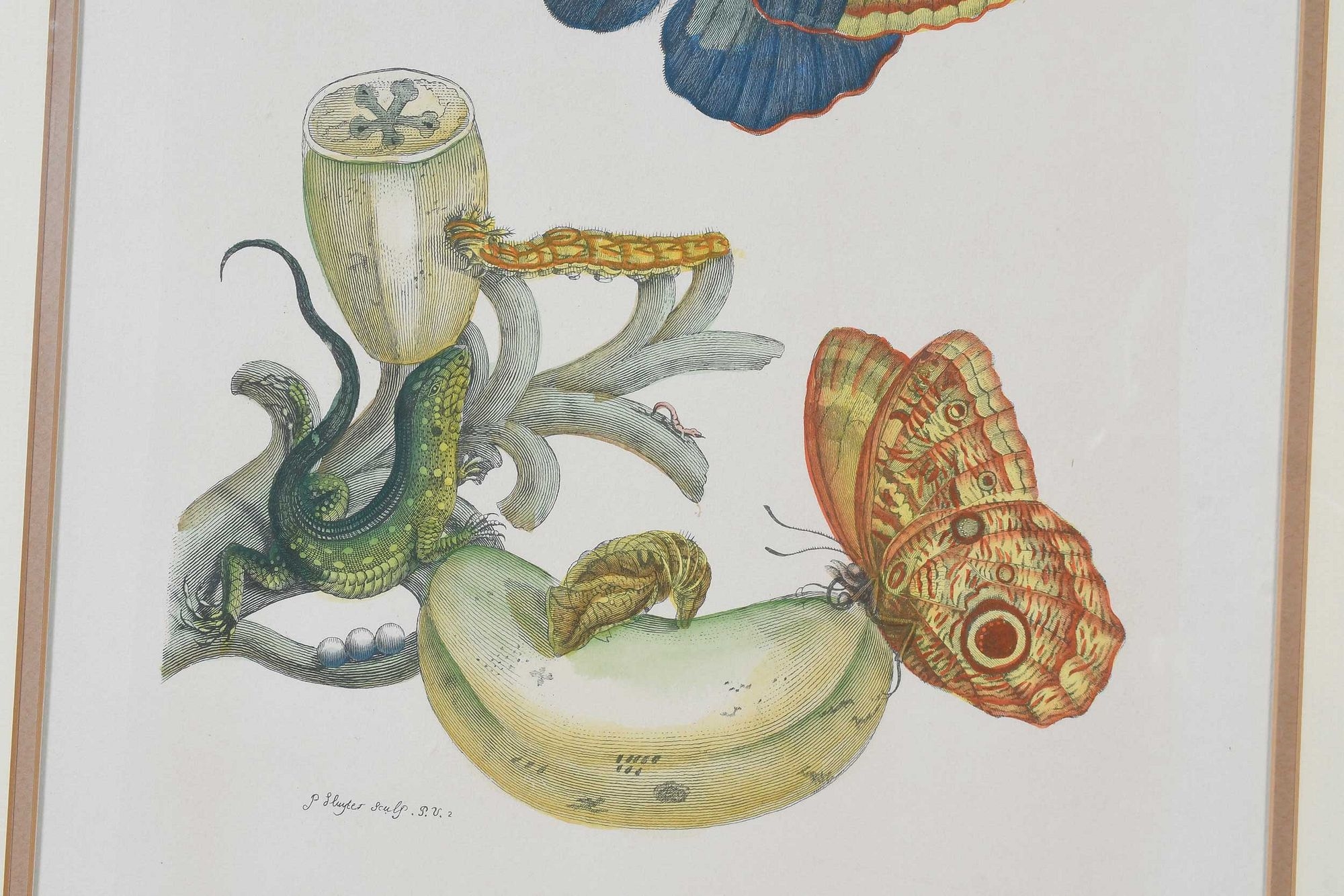 Maria Sibylla Merian | Print After Maria Sibylla Merian | MutualArt