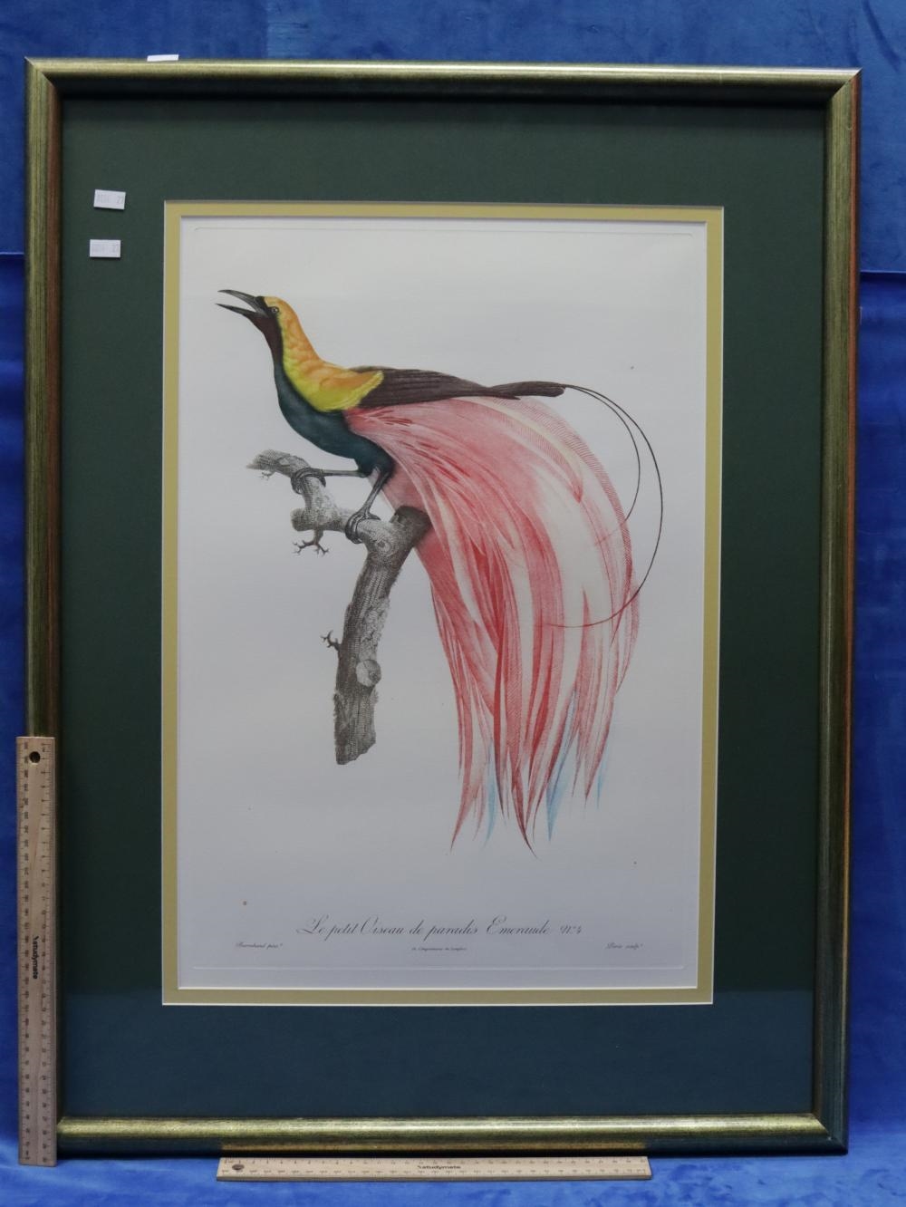 Jacques Barraband | BIRD OF PARADISE | MutualArt