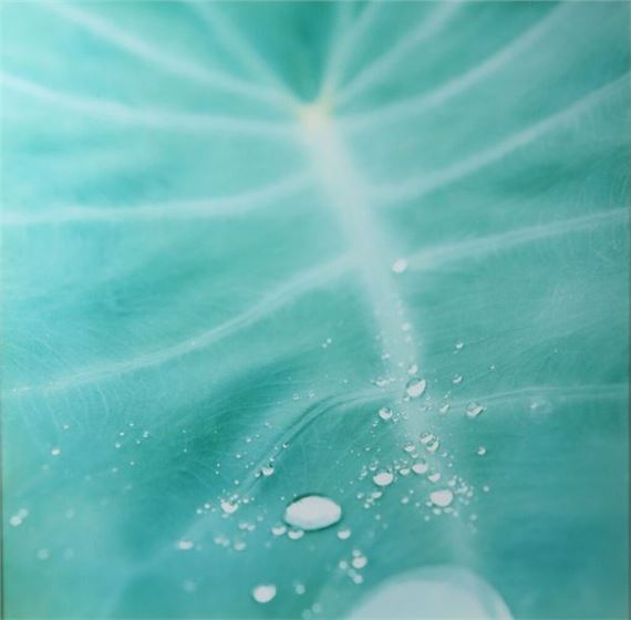 Rinko Kawauchi | Aila 1 | MutualArt