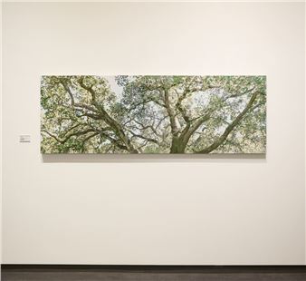 Wynne Hayakawa: Days With Trees - Andrea Schwartz Gallery