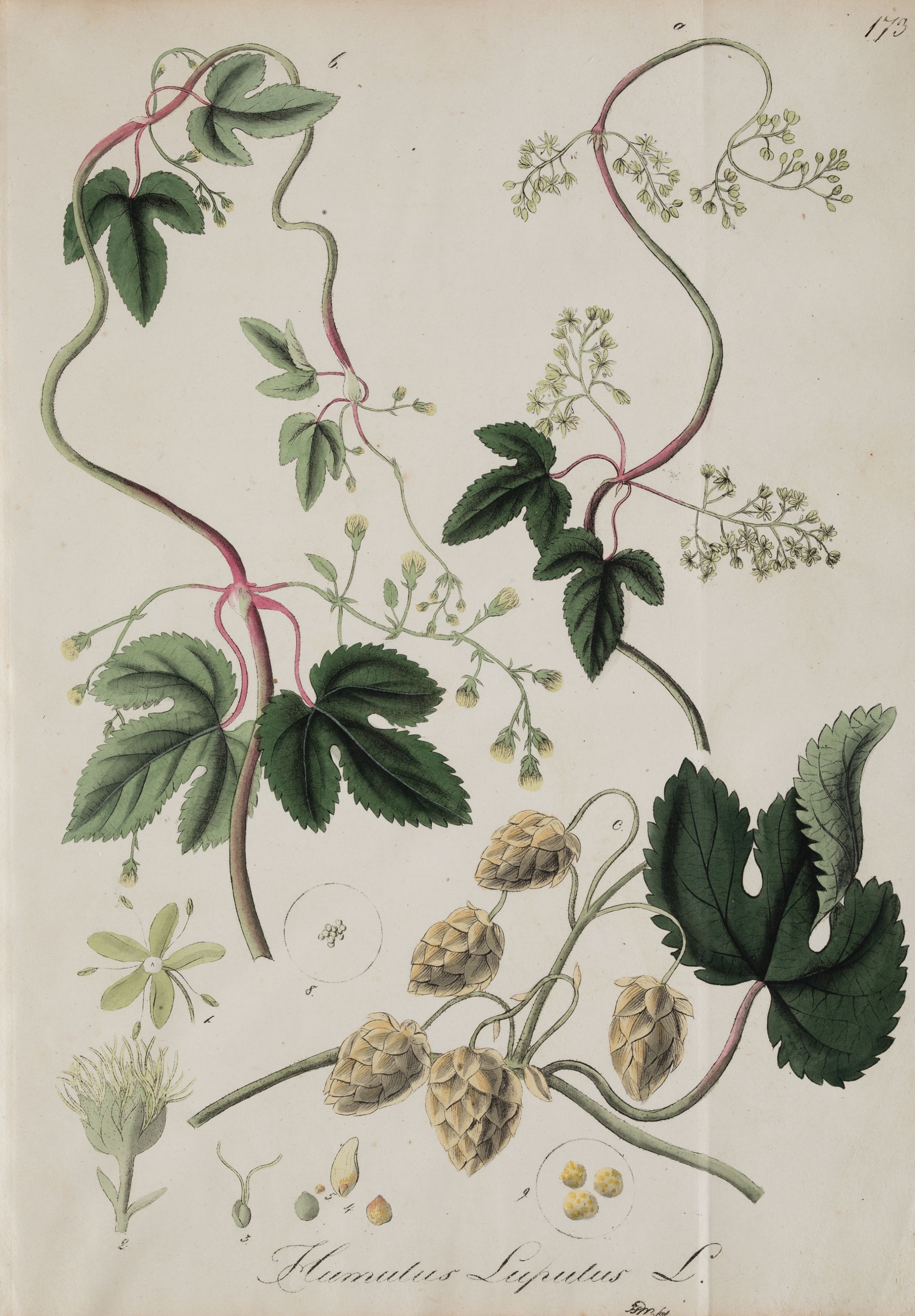 Johann Gottlieb Mann | Humulus Lupulus (1823 - 1828) | MutualArt