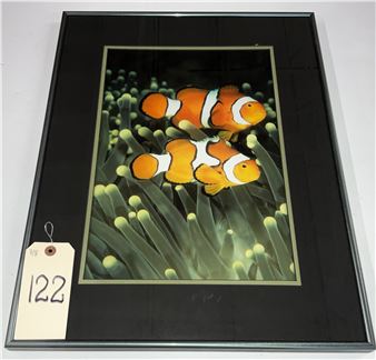 MIKE HURLEY SIGNED PANDA CLOWNFISH FROM THE SOLOMON ISLANDS FRAMED PHOTOGRAPH - Mike Hurley