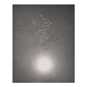 Snow Geese with Reflection of the Sun over Buena Vista Lake, California - William Garnett