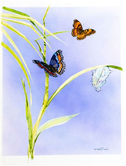 Skip Whitcomb | Swaziland Butterflies (1993) | MutualArt