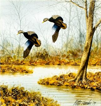 Flying Ducks - Peter Hanks