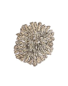 A Lichen Abstraction - Claire Waters