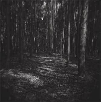 Differently (dis) Orientated 1 - Andre Rose