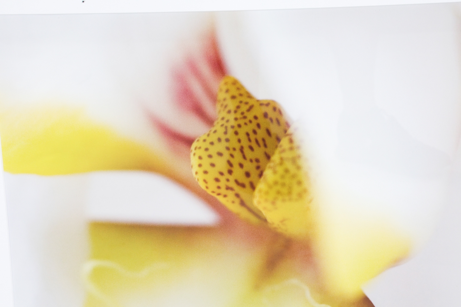 Artwork by Sebastian Musial, SEBASTIAN MUSIAL ORCHID PHOTOGRAPHY PRINT