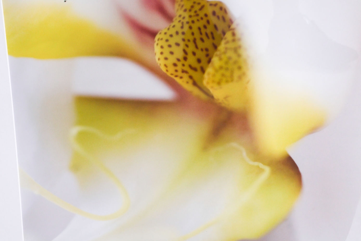 Artwork by Sebastian Musial, SEBASTIAN MUSIAL ORCHID PHOTOGRAPHY PRINT
