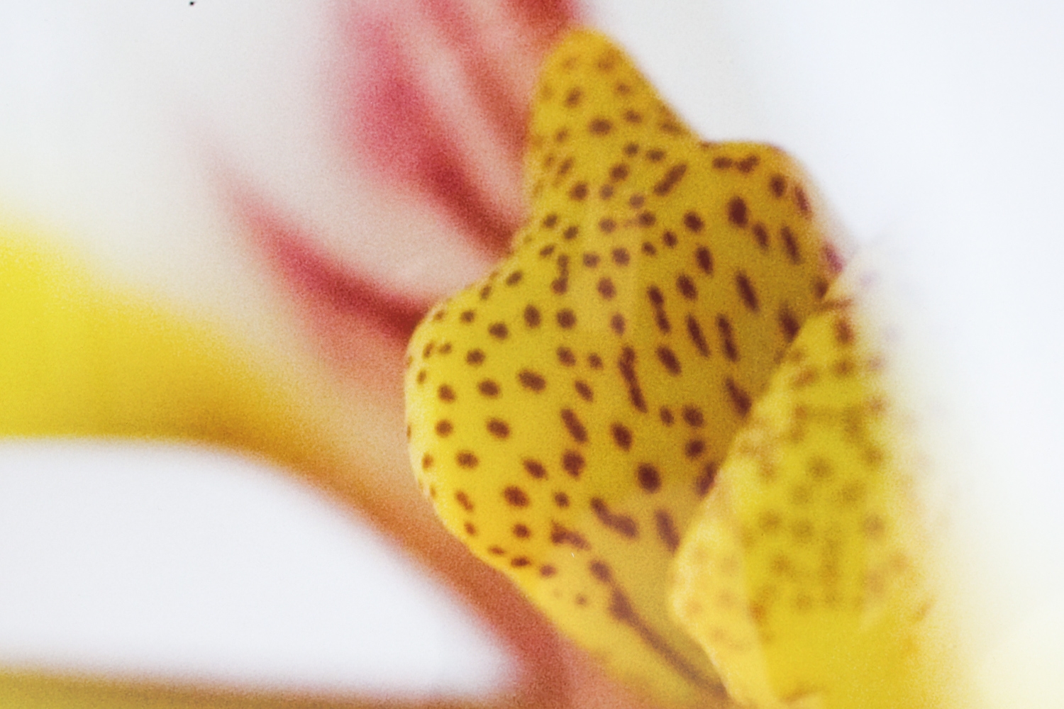 Artwork by Sebastian Musial, SEBASTIAN MUSIAL ORCHID PHOTOGRAPHY PRINT