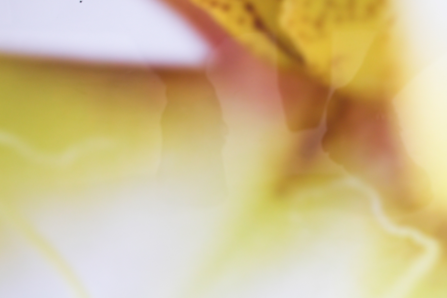 Artwork by Sebastian Musial, SEBASTIAN MUSIAL ORCHID PHOTOGRAPHY PRINT