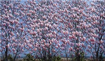 Jun Chen - Philip Bacon Galleries