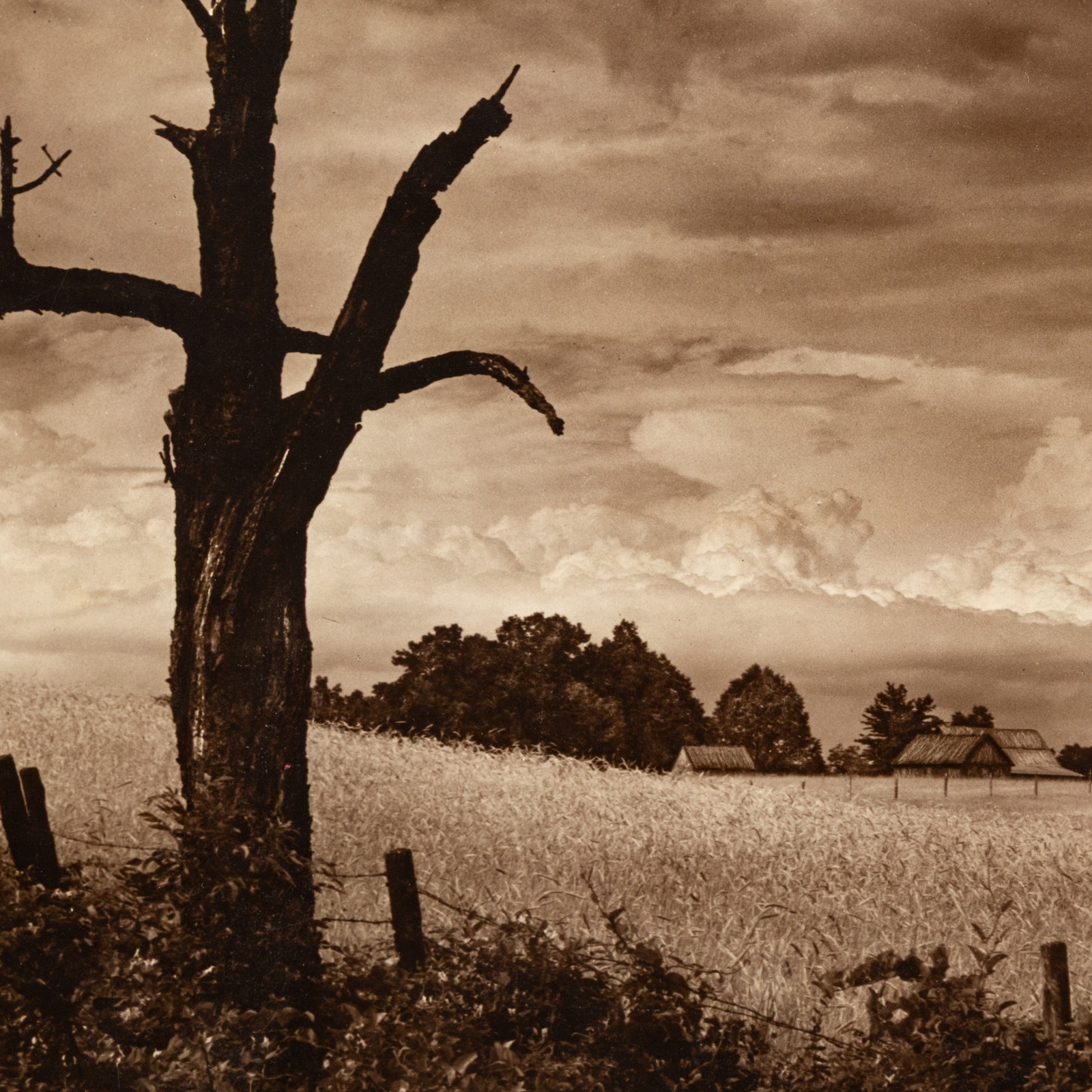 A. Aubrey Bodine | Spring Wheat Field (1947) | MutualArt