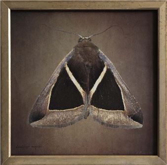 Kate Breakey: 70 Moths - Catherine Couturier Gallery