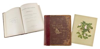 BEAUTIFUL WILD FLOWERS OF AMERICA FROM ORIGINAL WATER-COLOR DRAWINGS AFTER NATURE - Isaac Sprague