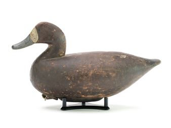 Bluebill hen - Mitchell Fulcher