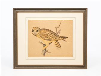 ATTRIBUTED TO ISAAC SPRAGUE (AMERICAN, 1811-1895) "SHORT-EARED OWL - Isaac Sprague