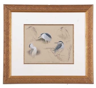 'Night Heron Studies' - Federico Gemma